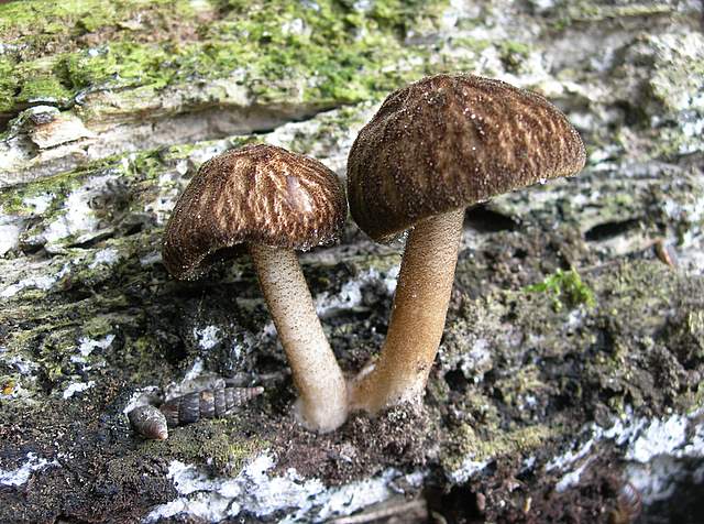 La  Flora  micologica  Alsaziana